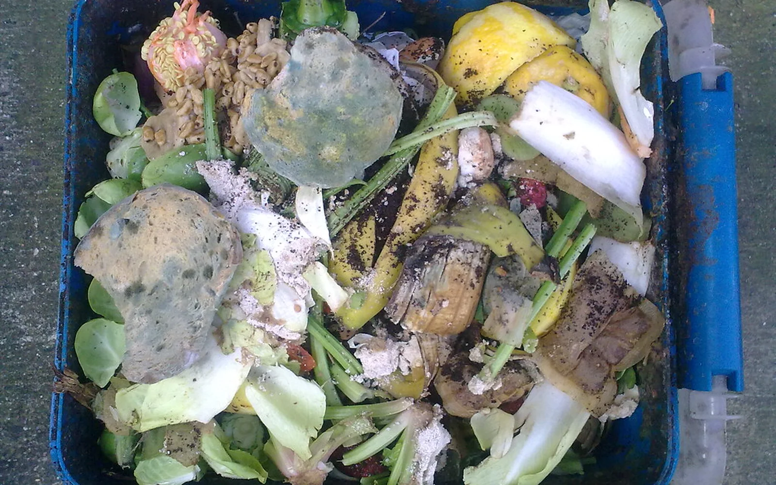 Restos de frutas y verduras acumulados en un contenedor orgánico.