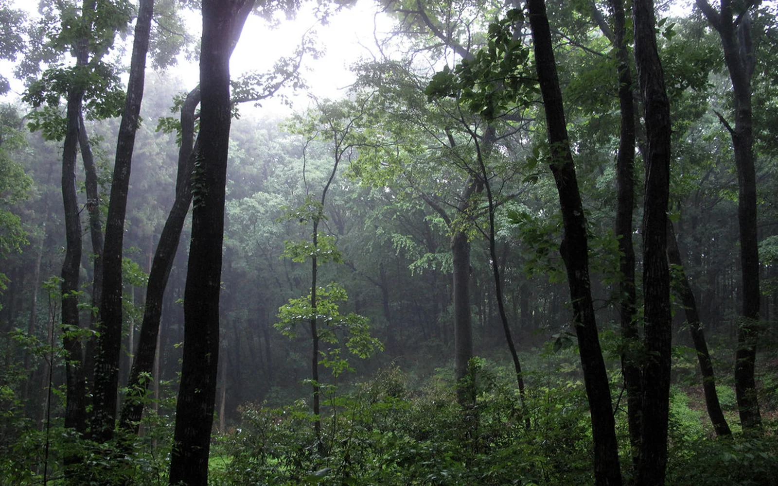Bosque húmedo observado durante una sesión de grabación de paisaje sonoro.